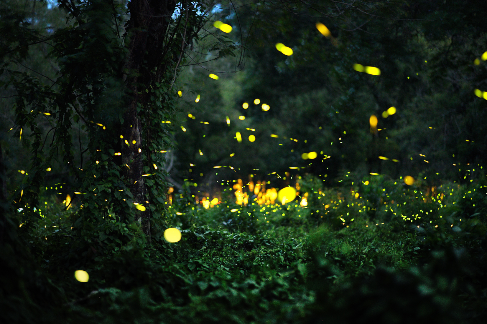 firefly in forrest