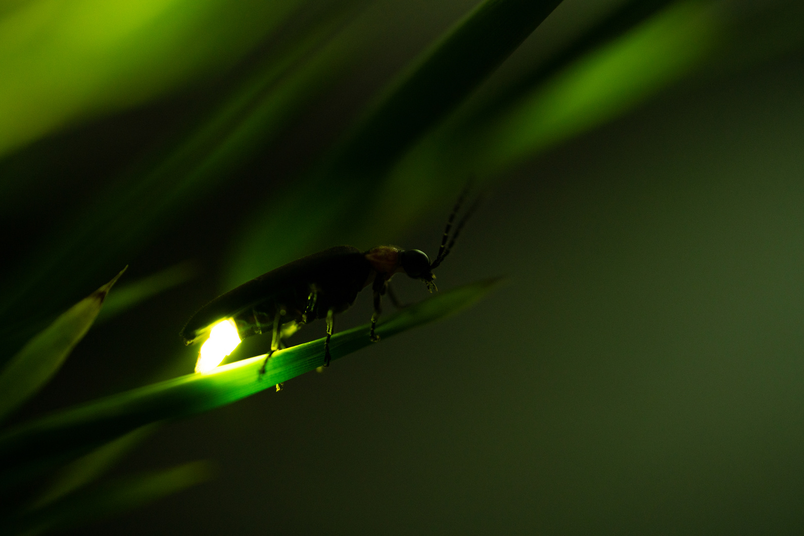 Firefly